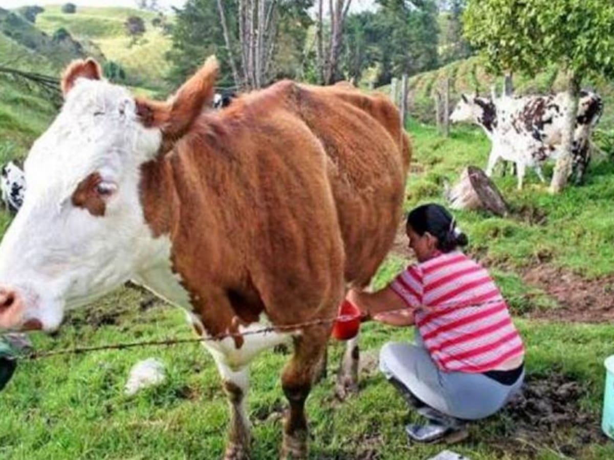 20 mil litros de leche están represados en Santander por bloqueos
