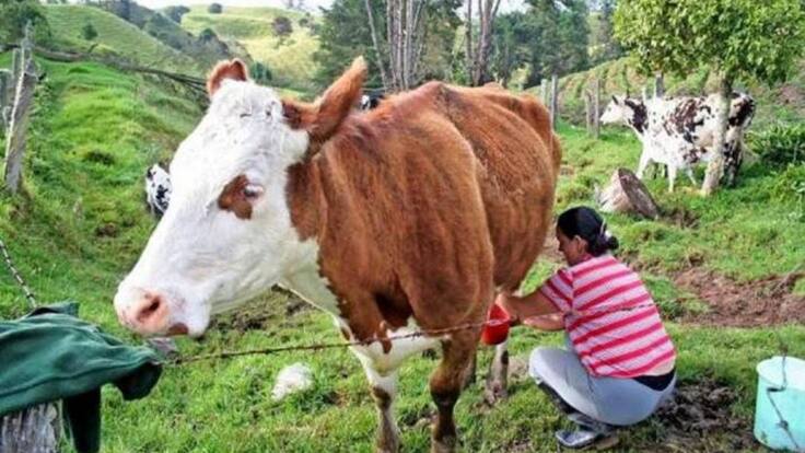 20 mil litros de leche están represados en Santander por bloqueo de vías