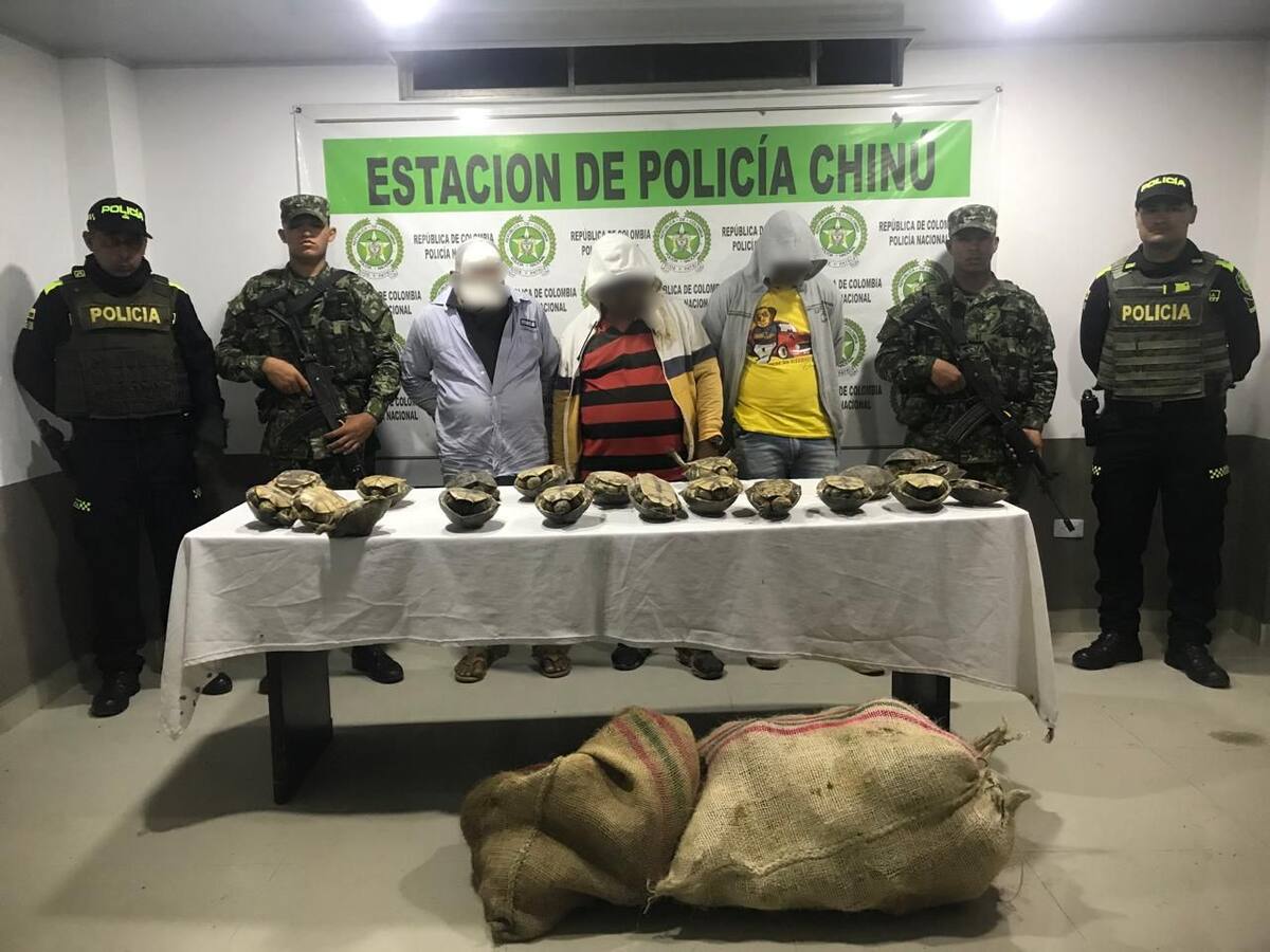 Tres personas fueron capturadas por tráfico de hicoteas en Chinú, Córdoba