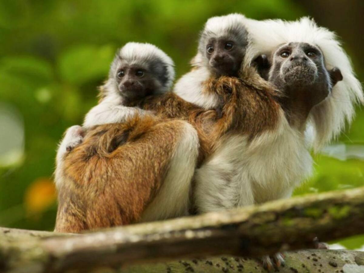 Más de 2.000 hectáreas para la preservación del Tití Cabeciblanco