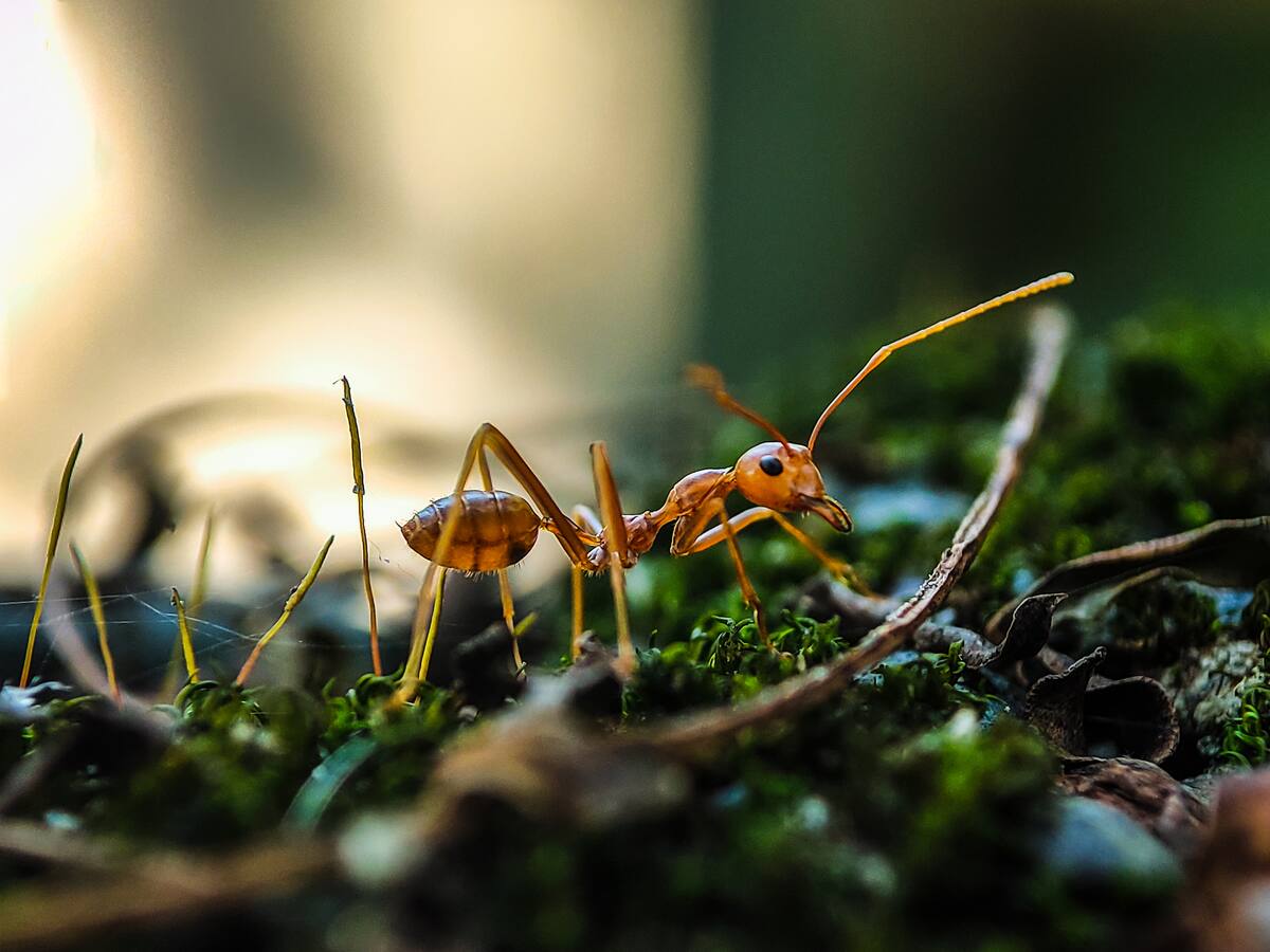 Aterrador: fotógrafo logró captar una toma microscópica del rostro de una hormiga
