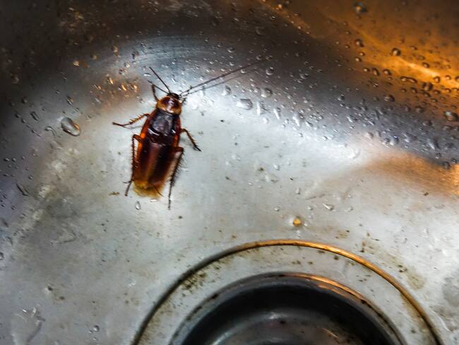 Truco con café molido para acabar con las plagas de cucarachas en su hogar. Foto: Getty Images.