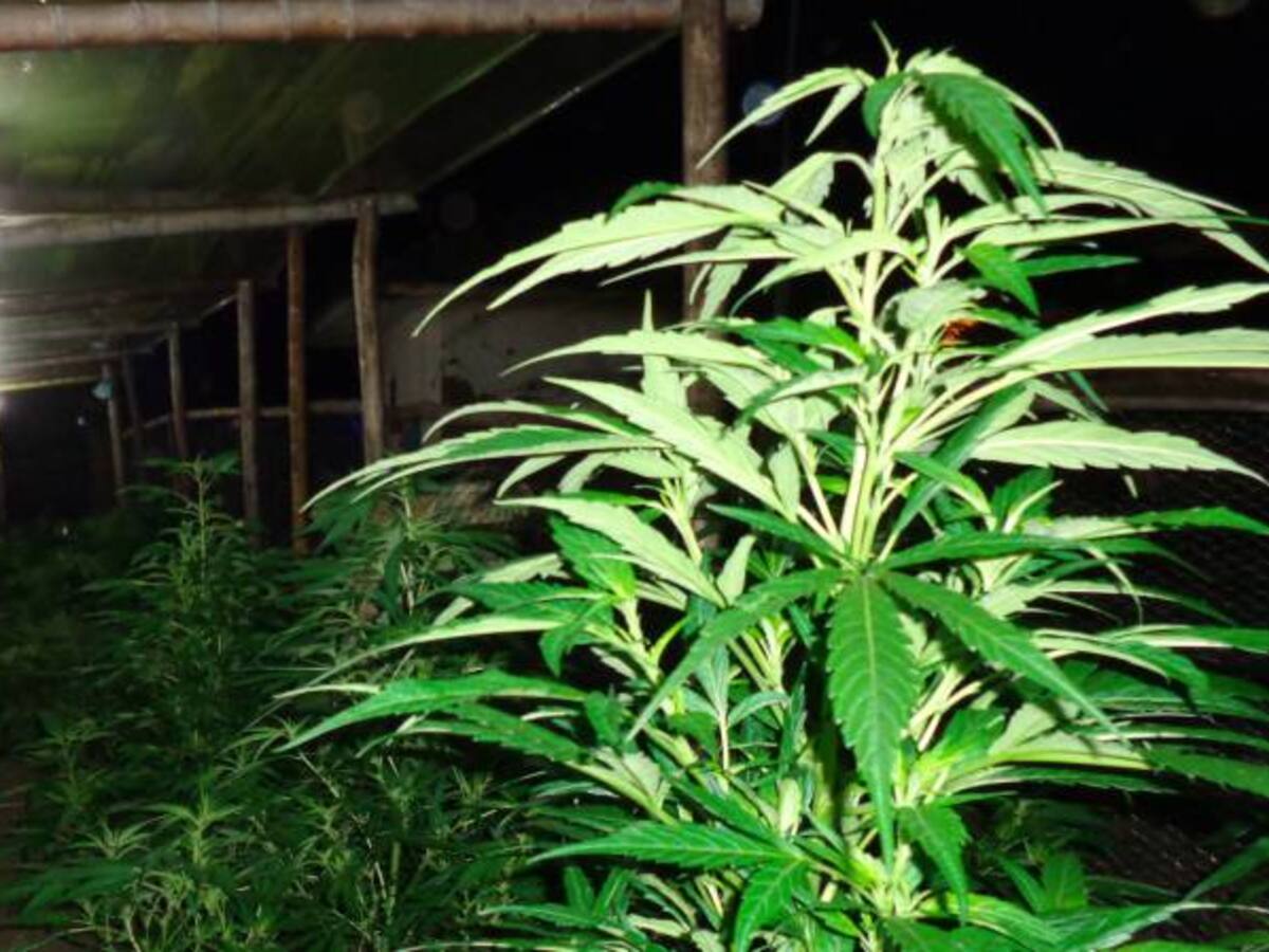Días decisivos para Caprecom y la marihuana medicinal