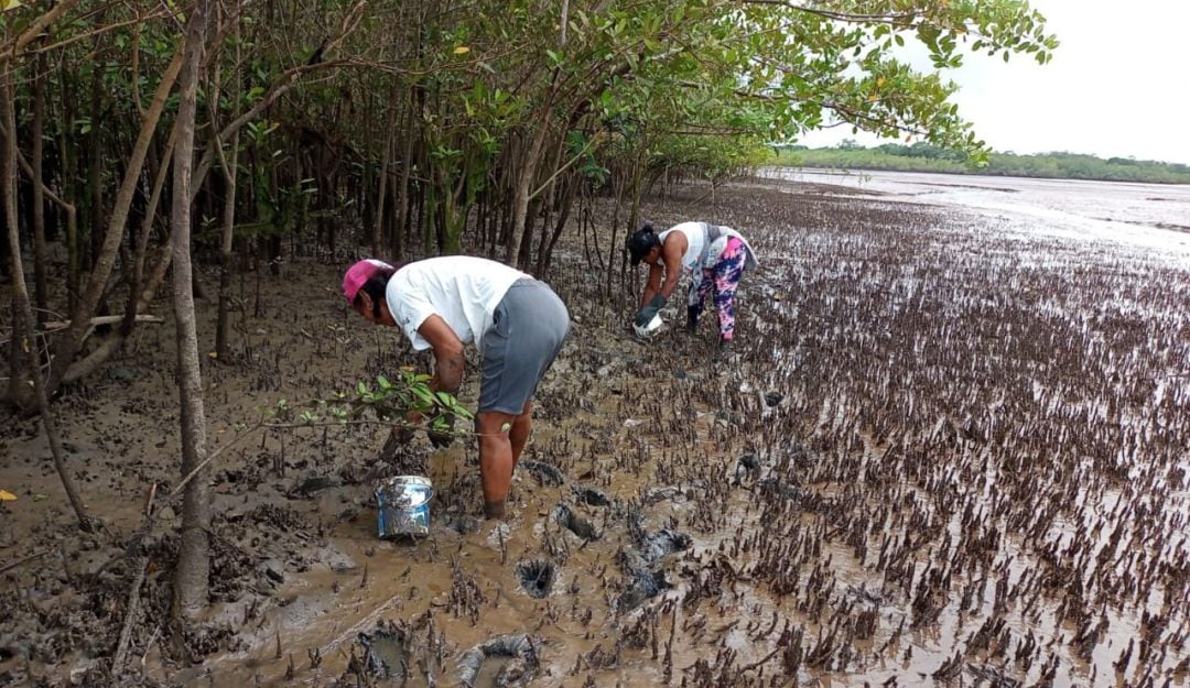 Extracción de pulpa de almeja en Pizarro, Nariño