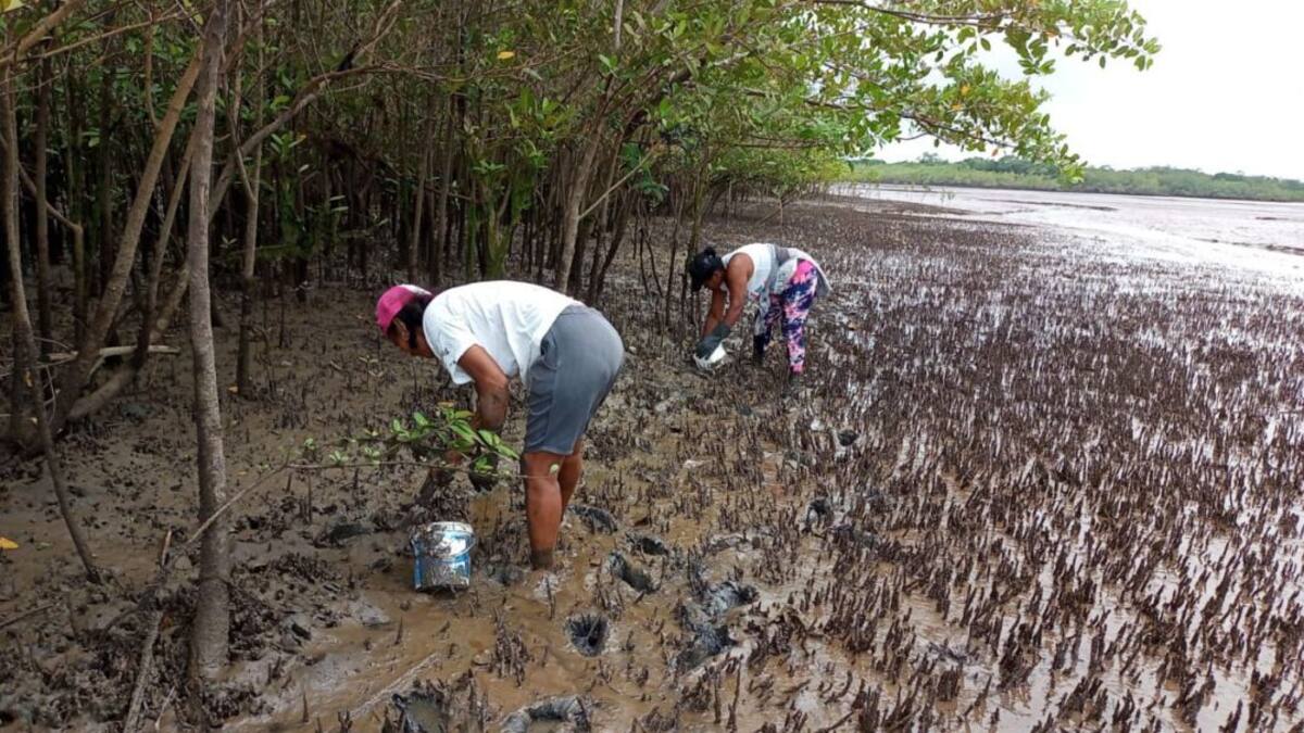 Así se extrae la pulpa de almeja en el Pacífico de Nariño