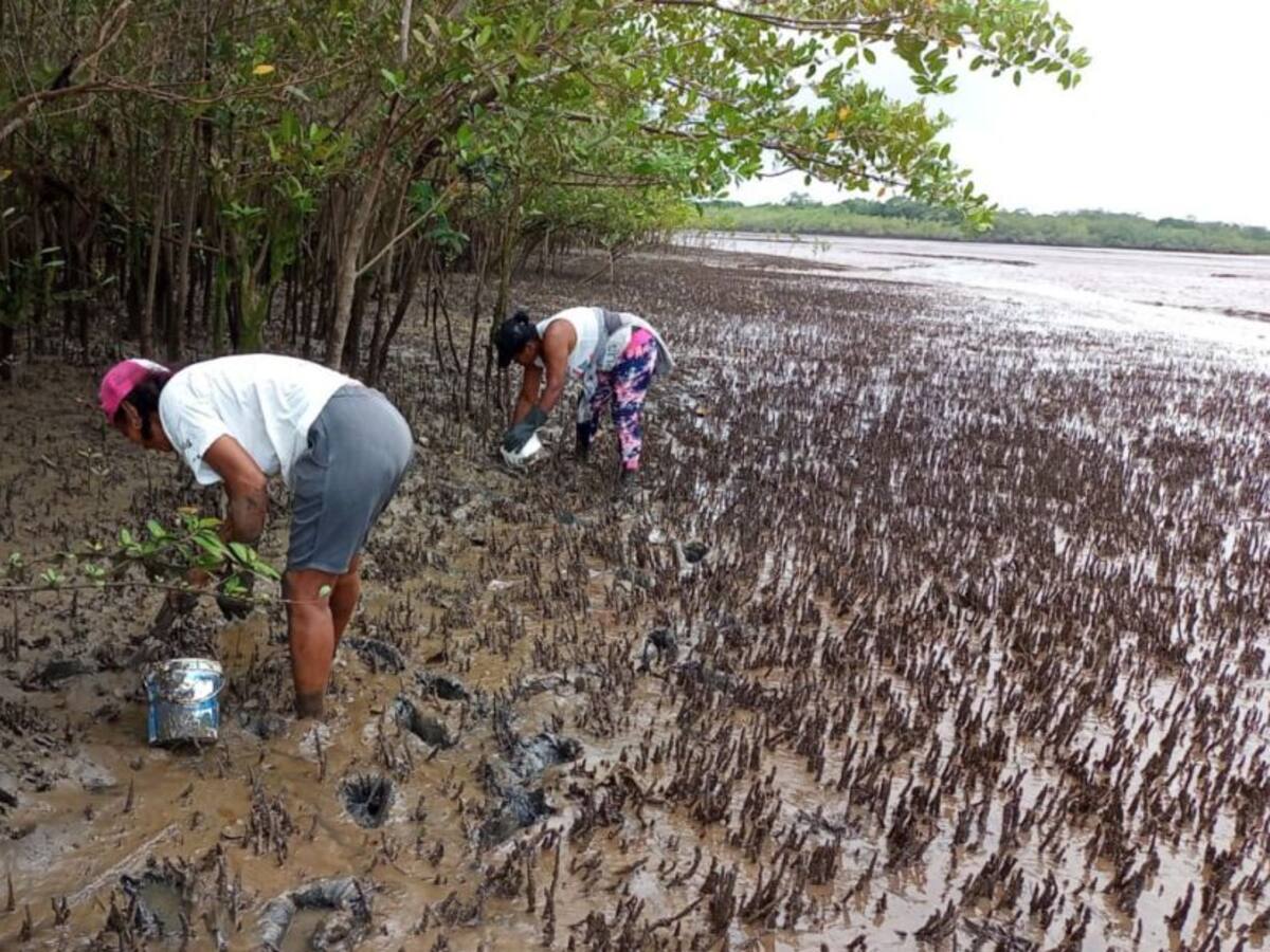 Así se extrae la pulpa de almeja en el Pacífico de Nariño