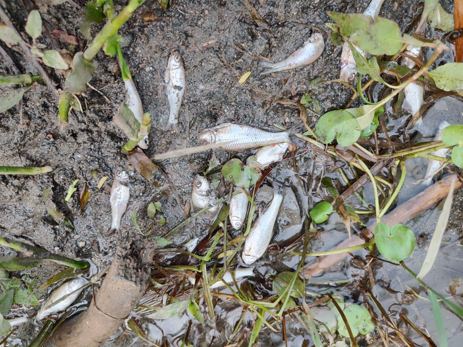 Foto: CVC Corporación Autónoma Regional del Valle del Cauca