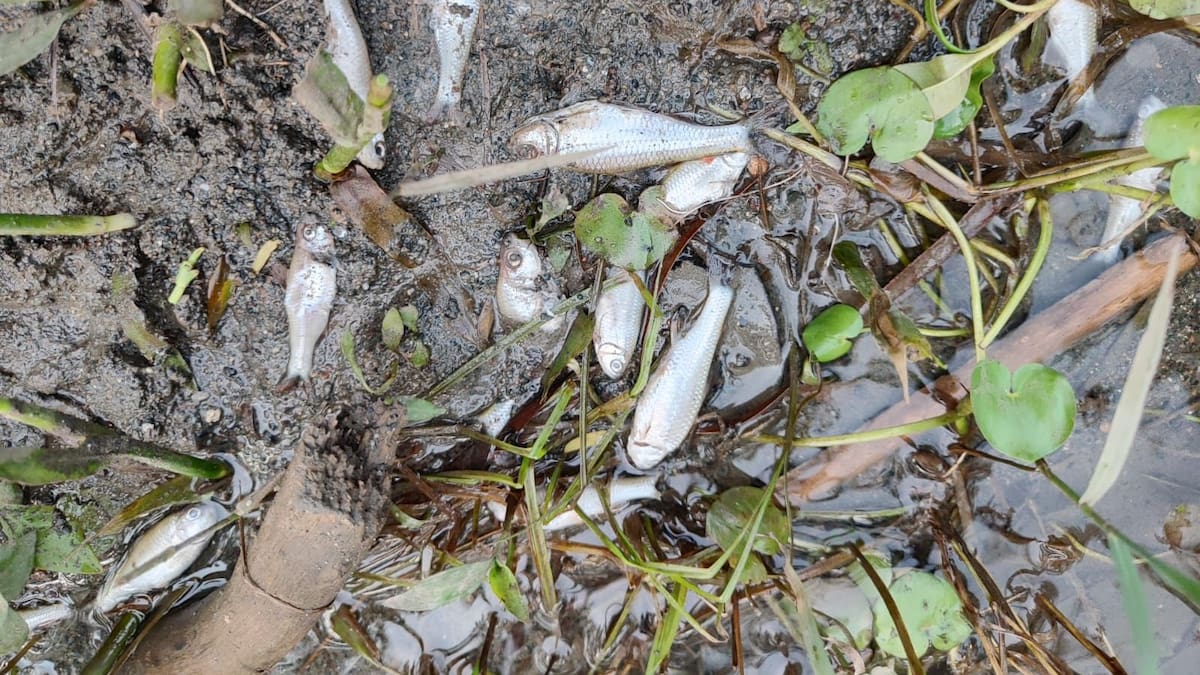 Comunidad alertó sobre peces flotando en el río Sonso, CVC investiga causas