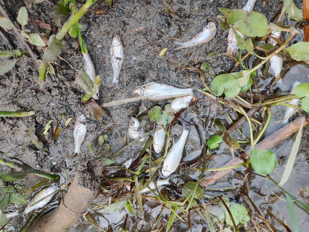 Comunidad alertó sobre peces flotando en el río Sonso, CVC investiga causas