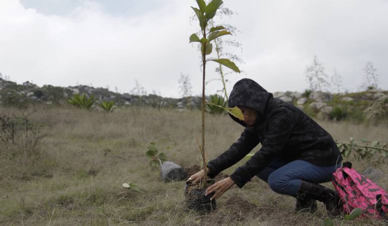 Imagen de referencia. 