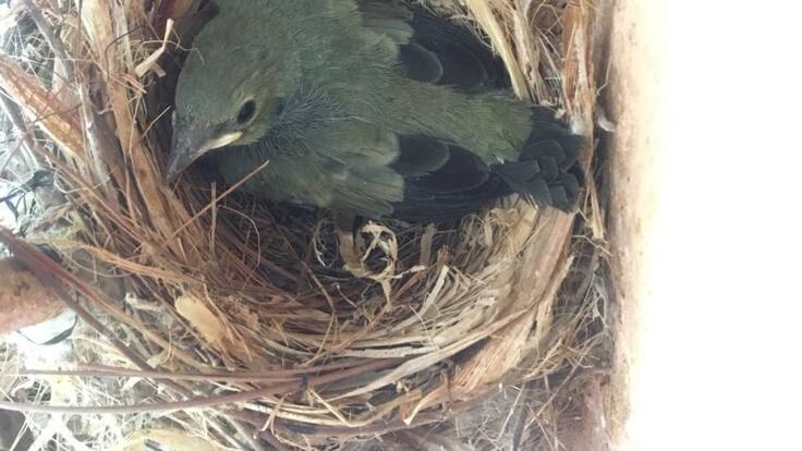 Juan Pablo Culasso, el uruguayo que conoce más de tres mil aves