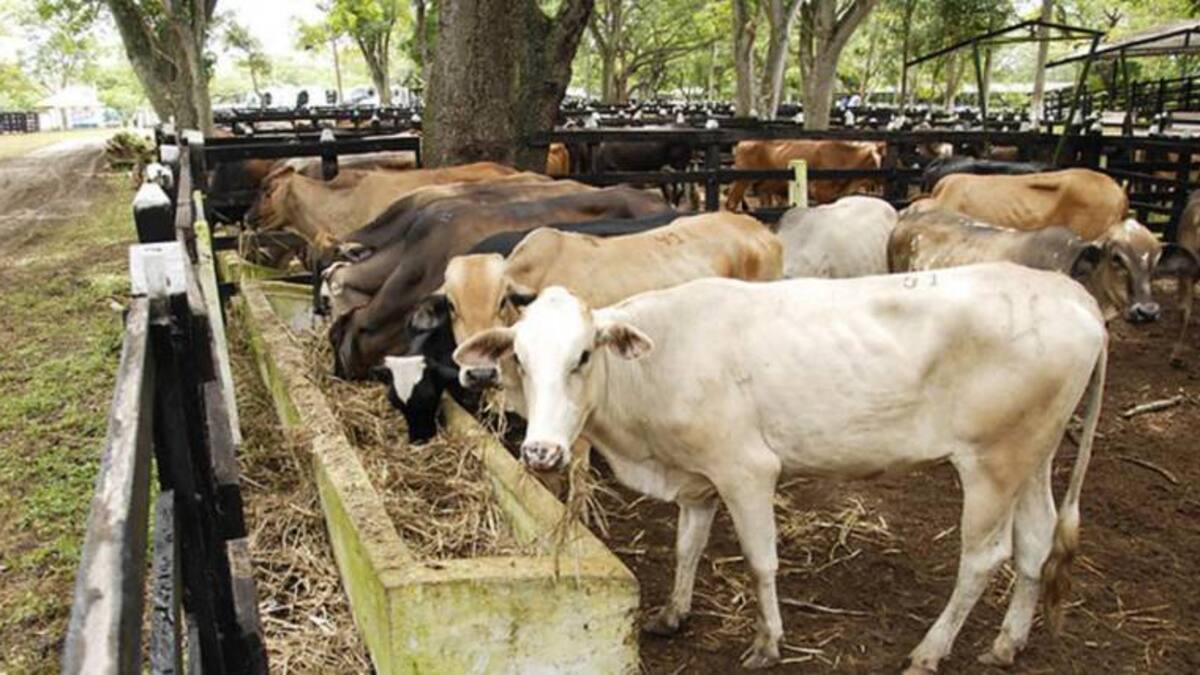 El dolor en los animales, ¿cómo detectarlo y tratarlo?