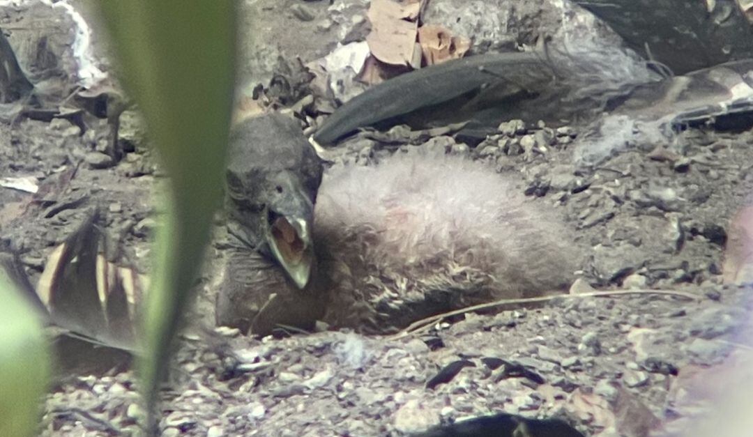 Es la primera vez que nace un polluelo hembra de esta especie. 