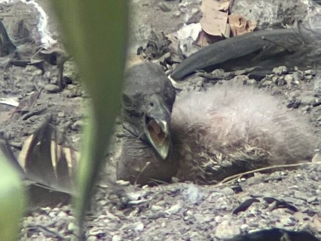 Es la primera vez que nace un polluelo hembra de esta especie.