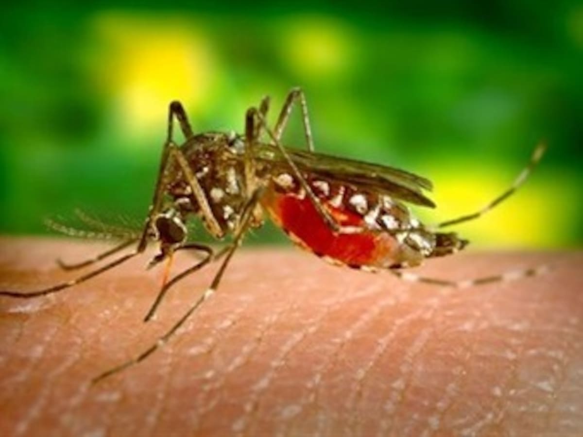 Santander es segundo en casos de dengue en Colombia