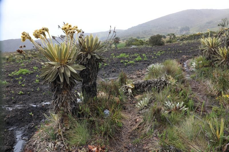Este es el terreno de vegetación nativa en el que se han visto afectados cientos de ejemplares de frailejones, algunos de hasta 2 metros de altura, en la vereda Hato Viejo, del municipio de Monguí (Boyacá) / Foto: Corpoboyacá