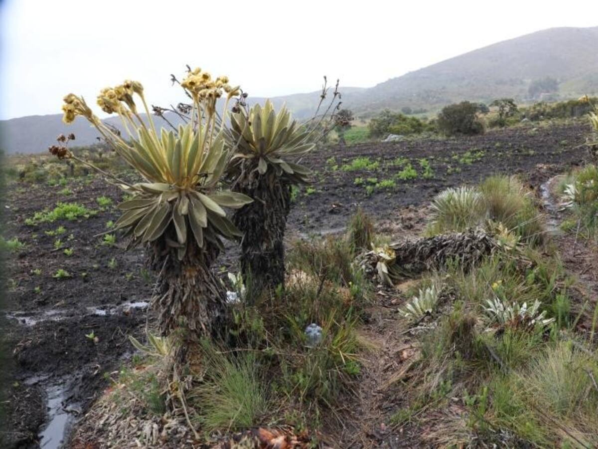 Corpoboyacá investiga daño ambiental en zona de páramo de Monguí