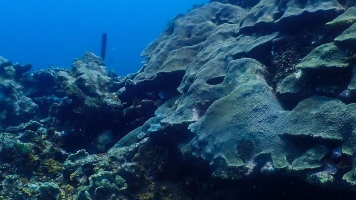 Cartagena avanza en la protección de 2.731 hectáreas del arrecife de Varadero
