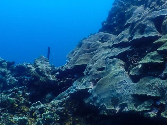 Cartagena avanza en la protección de 2.731 hectáreas del arrecife de Varadero