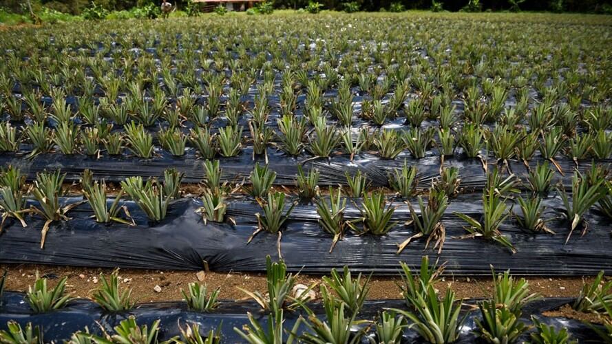 Se logró acuerdo con Perú para exportar productos del campo colombiano desde septiembre. Foto: Getty Images