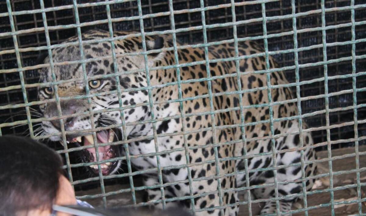 Cimarrón fue el nombre que le dieron al jaguar que por varios meses atemorizó a los campesinos de Santander. La fiera se escondía en el día solo Dios sabe dónde y, por las noches, salía de cacería devorando vacas y camuros por doquier en las fincas y caseríos de las duras tierras santandereanas.