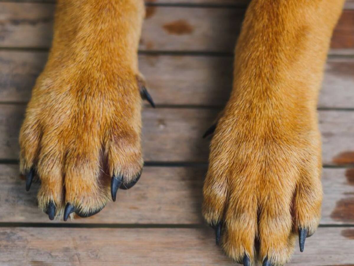 Acusan a policía de matar a perro con su arma de dotación