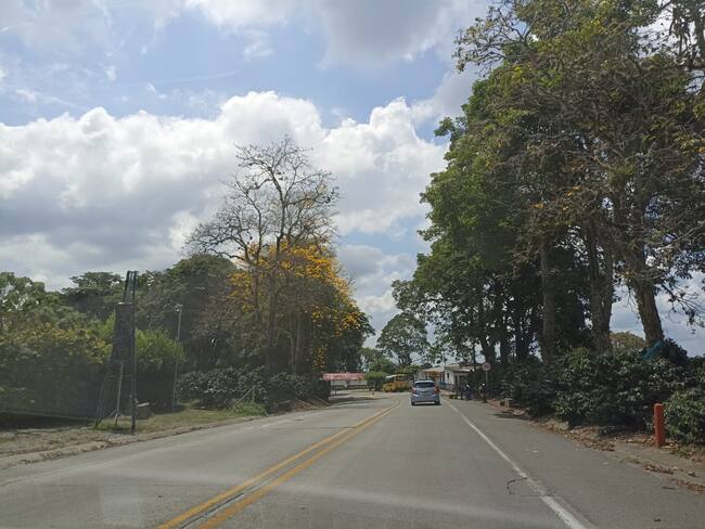 Guayacanes florecidos en el Quindío vía al Caimo en Armenia