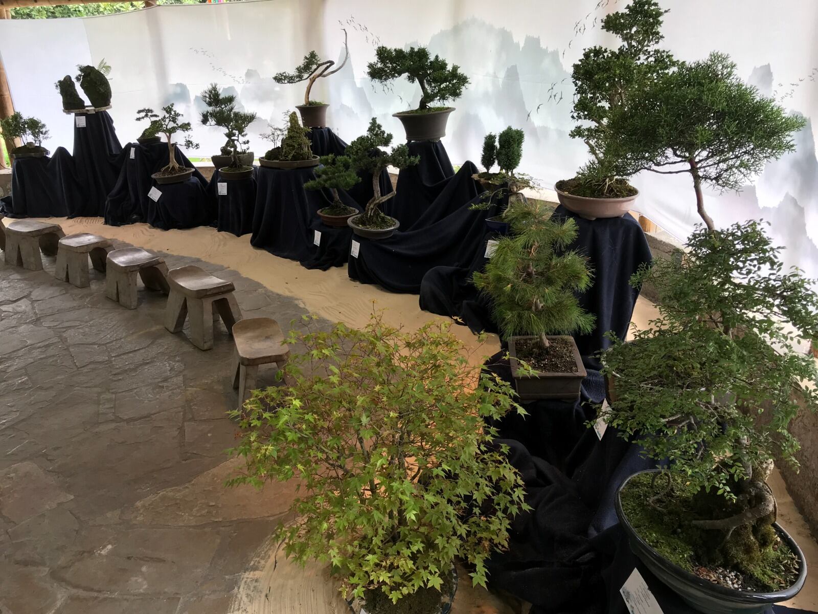 Exposición de Bonsáis en el Jardín Botánico