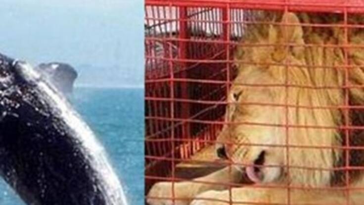 Un león y una ballena, mueren en Colombia