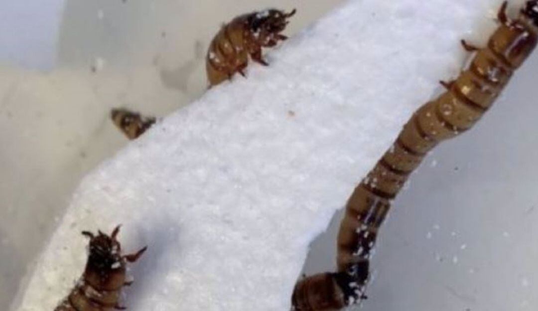 Descubren que supergusano que come plástico sería fundamental en reciclaje