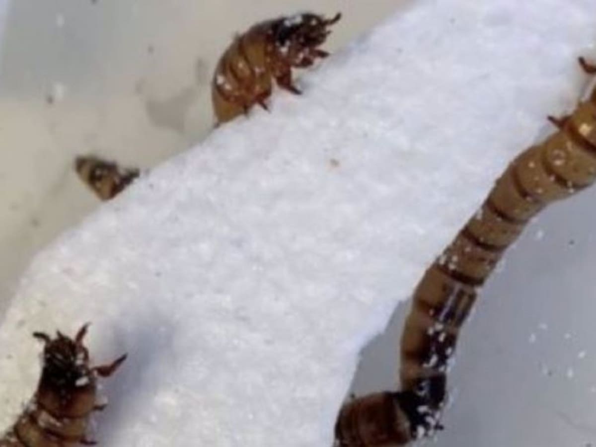 Descubren que supergusano que come plástico sería fundamental en reciclaje