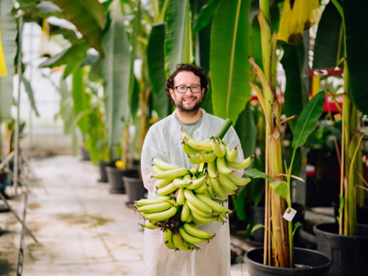 Ciéntífico colombiano presenta primera planta de banano resistente al Fusarium RT4
