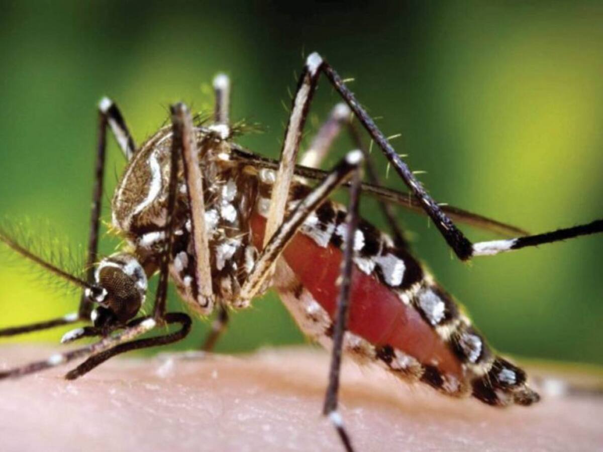 Otra víctima deja el dengue en Neiva