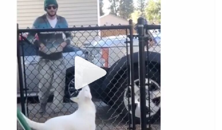 ¡Conmovedor! Perra ciega y sorda reconoce a su dueño