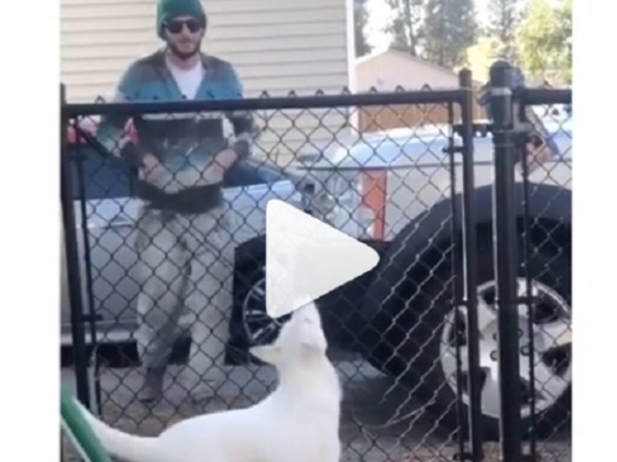 ¡Conmovedor! Perra ciega y sorda reconoce a su dueño