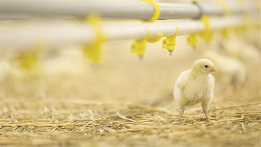 La Federación Nacional de Avicultores de Colombia (Fenavi) expresó que actos delictivos en contra del gremio vienen afectando a este sector productivo. Foto: Getty Images