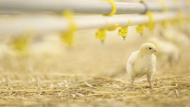 La Federación Nacional de Avicultores de Colombia (Fenavi) expresó que actos delictivos en contra del gremio vienen afectando a este sector productivo. Foto: Getty Images