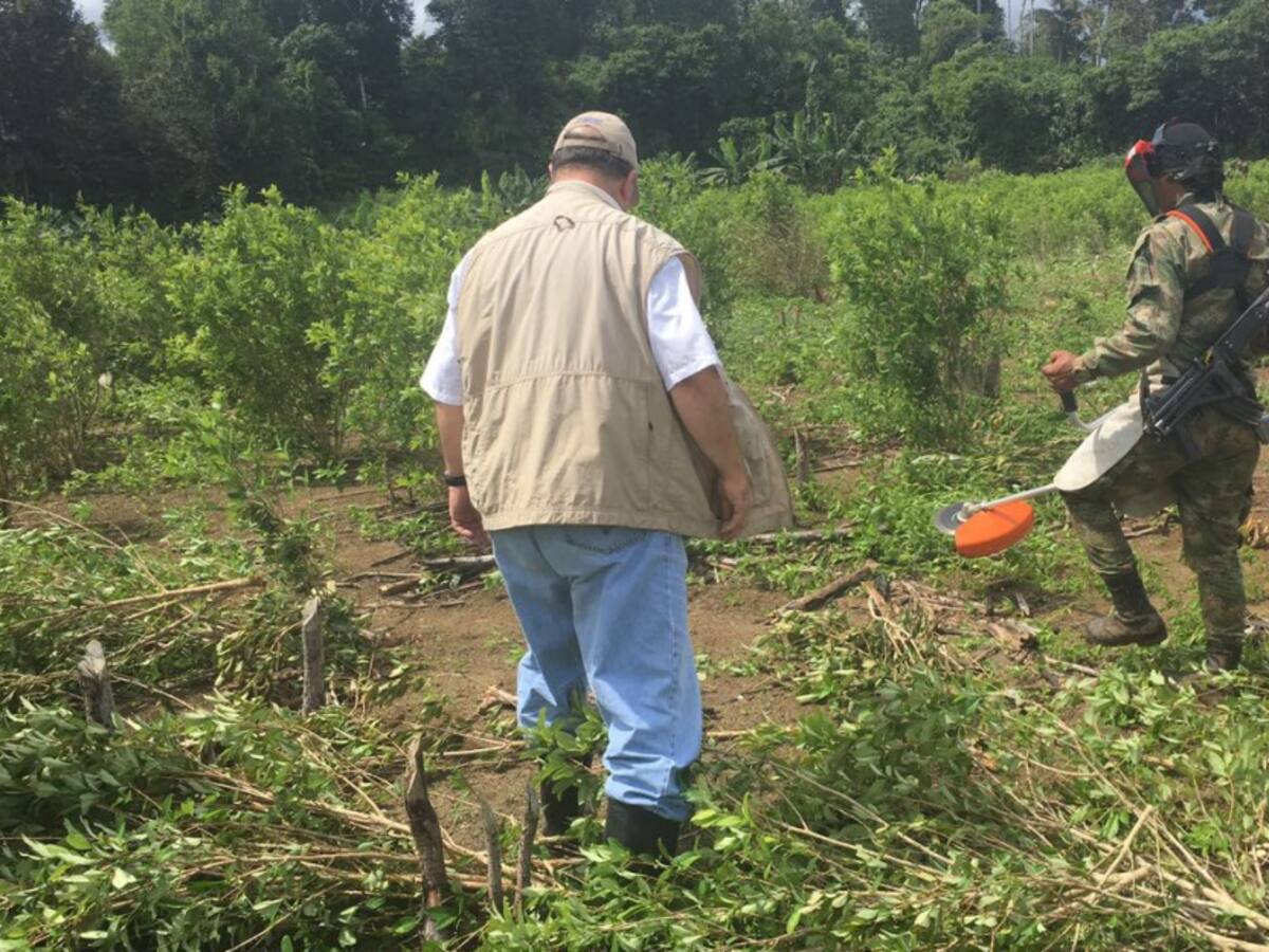 En el Catatumbo reclaman celeridad en sustitución de cultivos ilícitos
