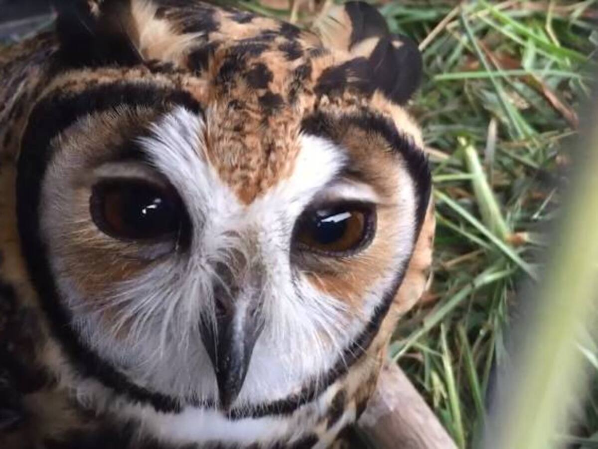 Un Búho símbolo de la protección en el sur oriente de Boyacá