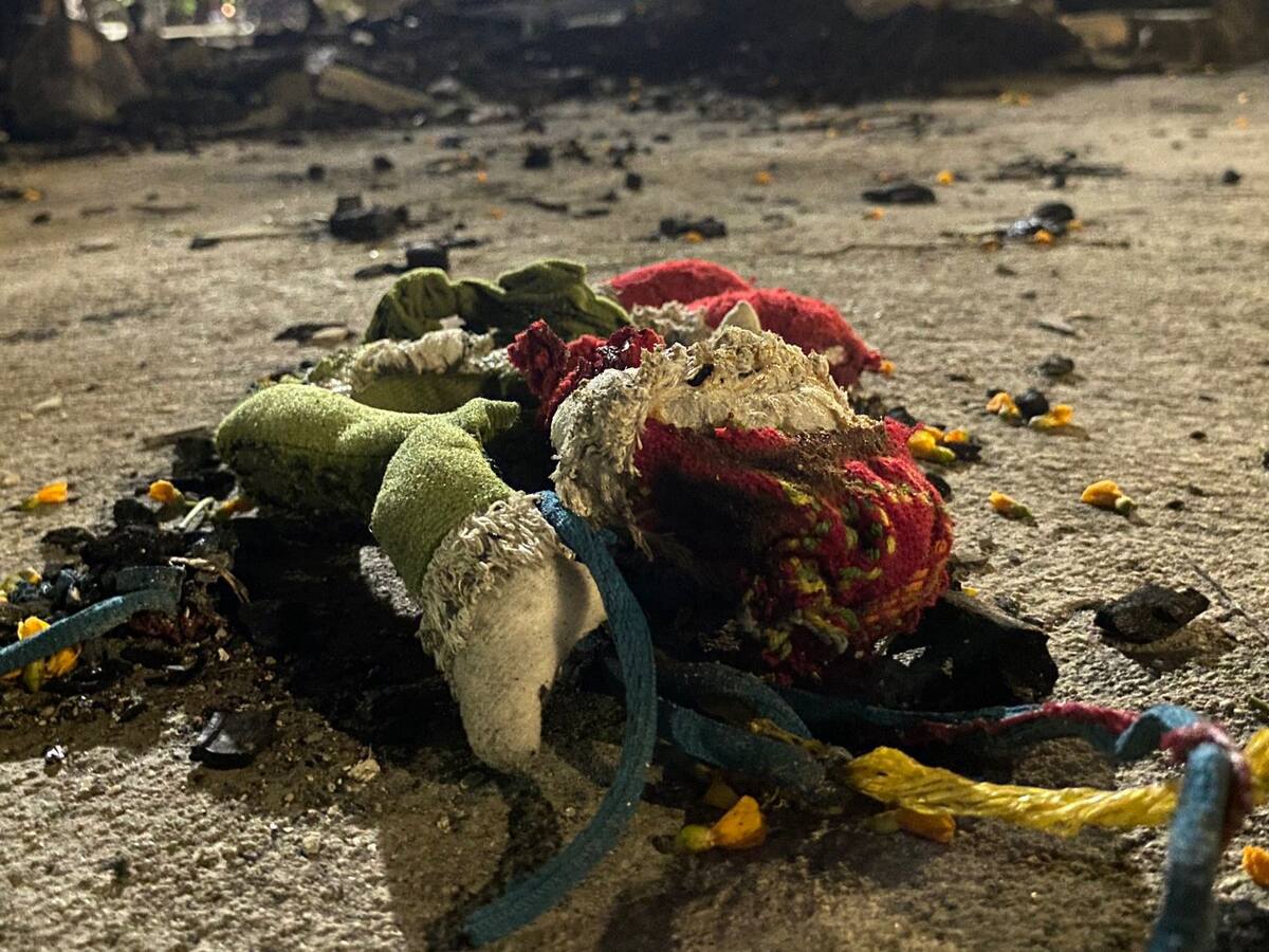En Santa Marta queman vivos a por los menos 50 gatos bebés sin hogar