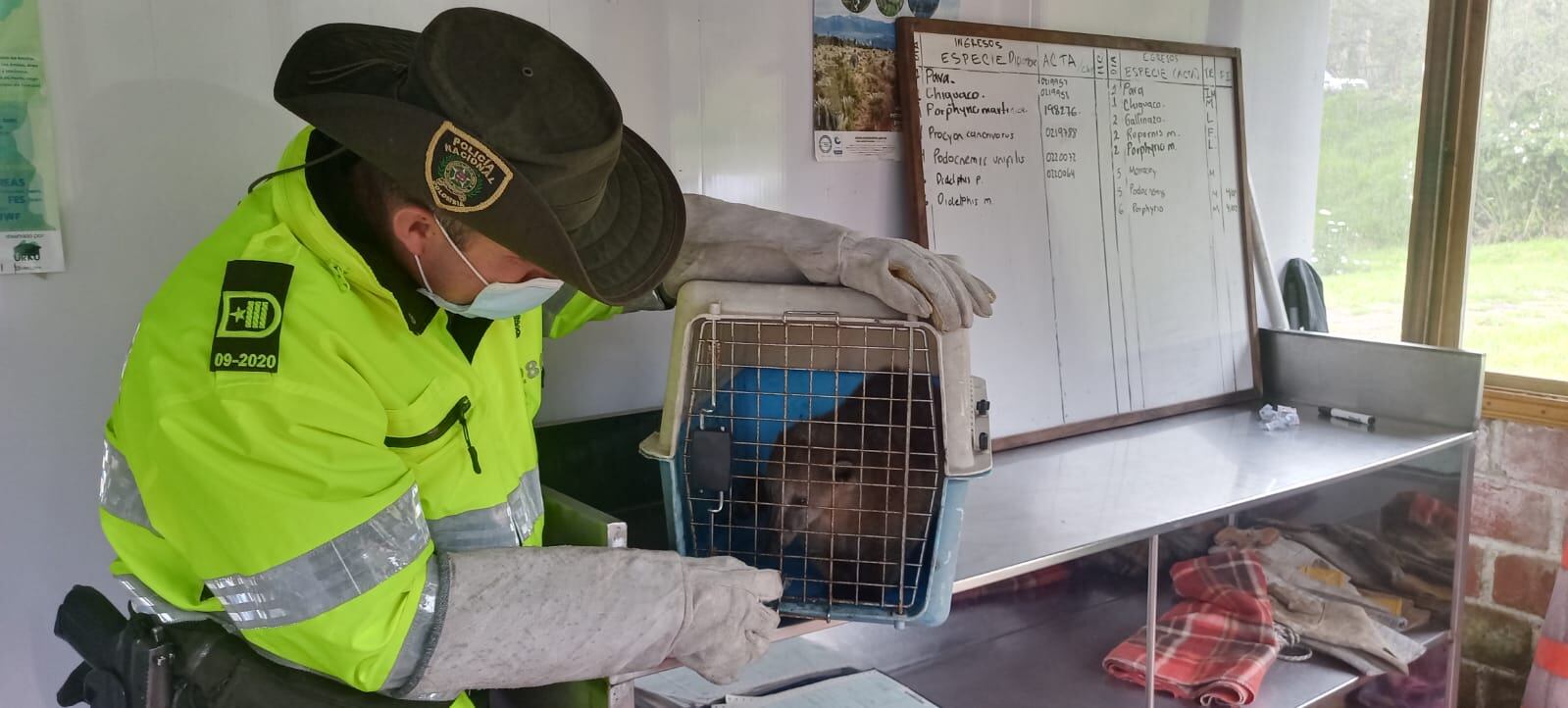 Noventa especies de fauna silvestre fueron rescatadas en Nariño. | Foto: Policía Nariño.