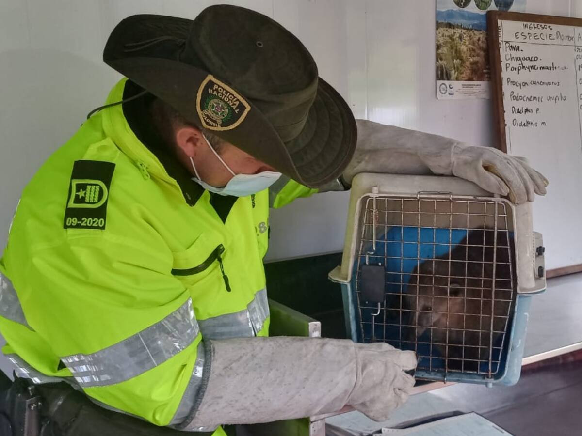 Policía en Nariño rescató más de 90 especies de fauna silvestre.