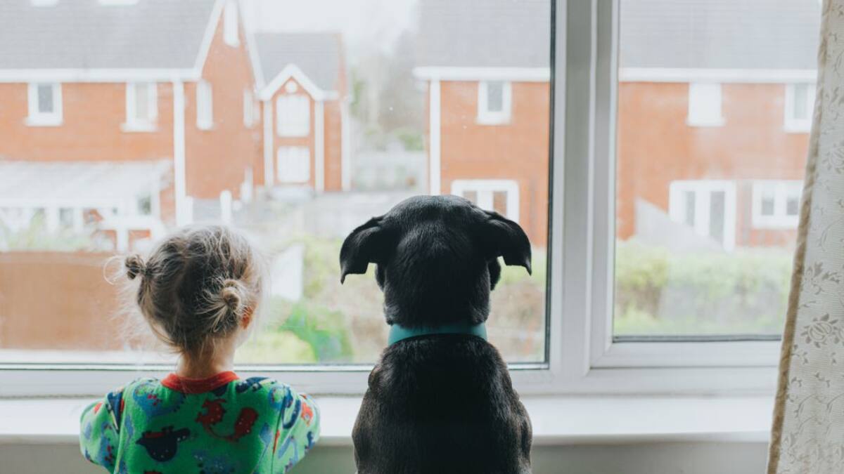 Entienda a su perro: el lenguaje corporal de nuestras mascotas