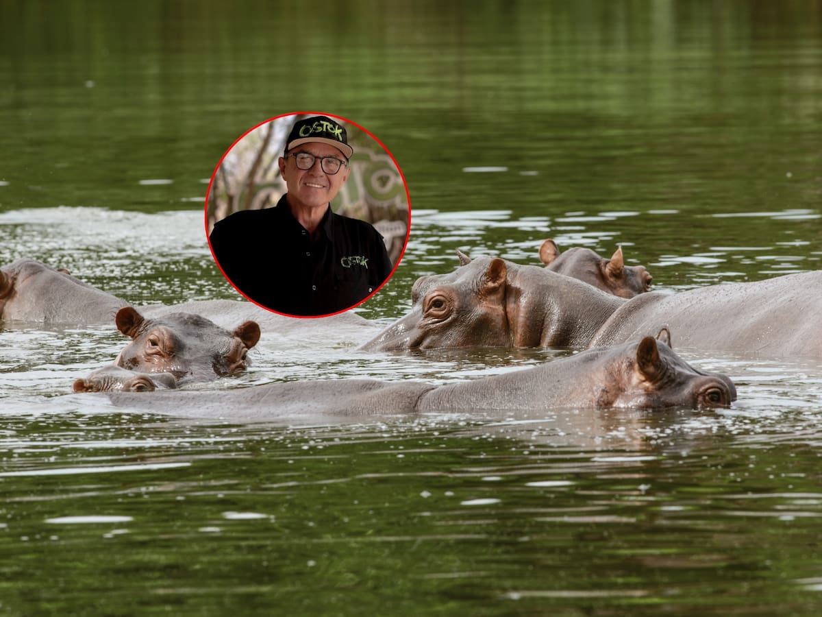 “No hay voluntad de salvar la vida”: Conservacionista rechaza eutanasia de hipopótamos en Colombia