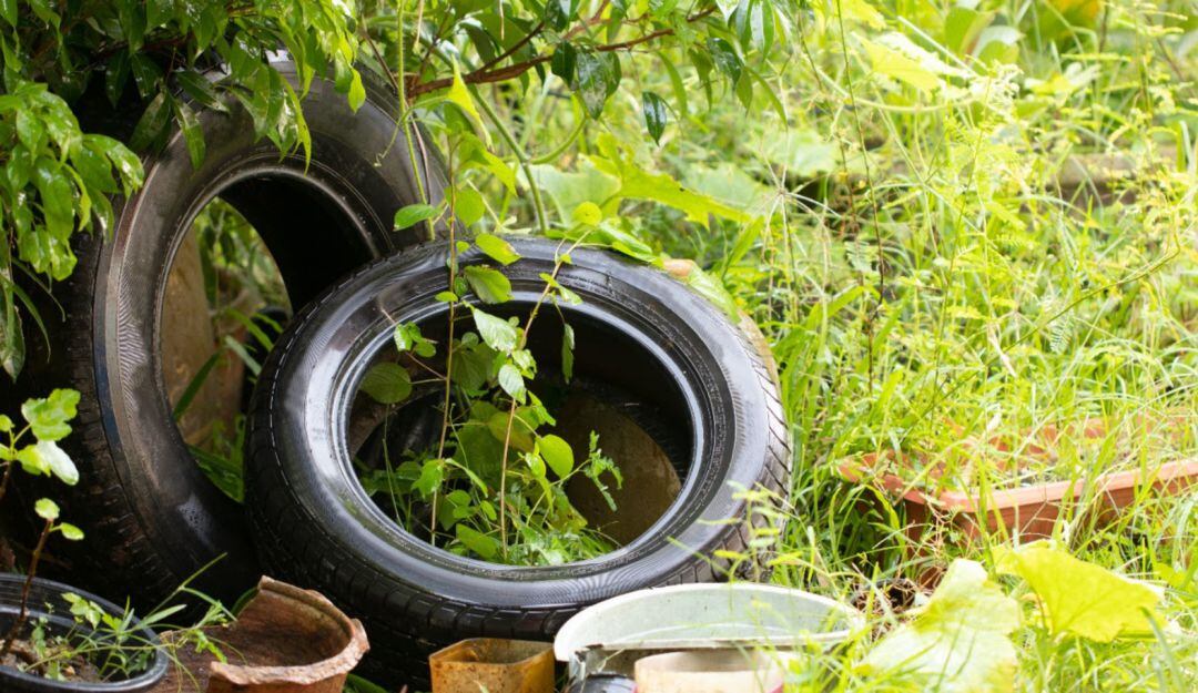 Casos de dengue en Risaralda