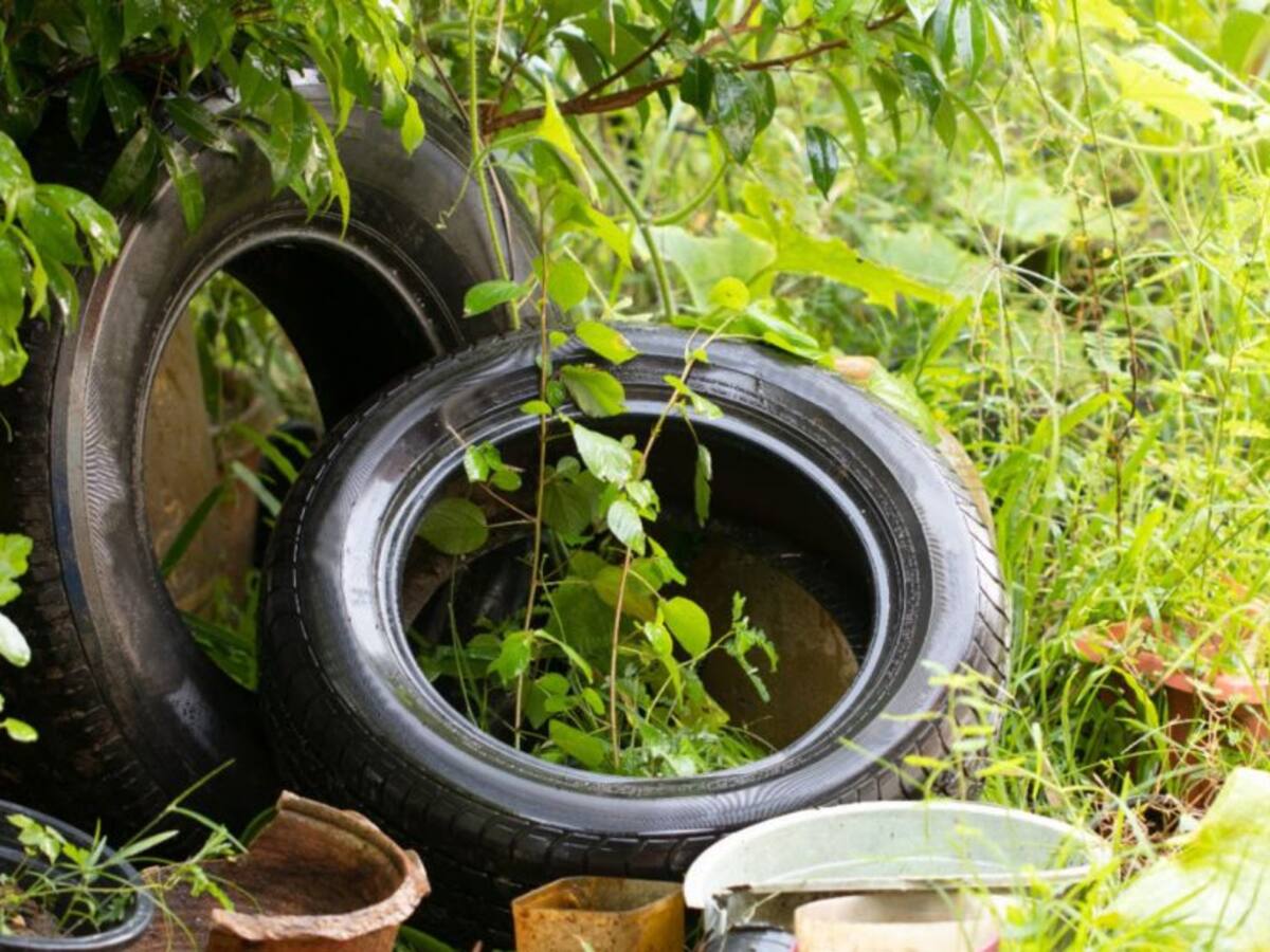 En 2021 disminuyeron los casos de dengue en Risaralda