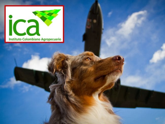 Requisitos del ICA para salir del país con su mascota: ¡Pilas! Tiene costos y tiempos establecidos