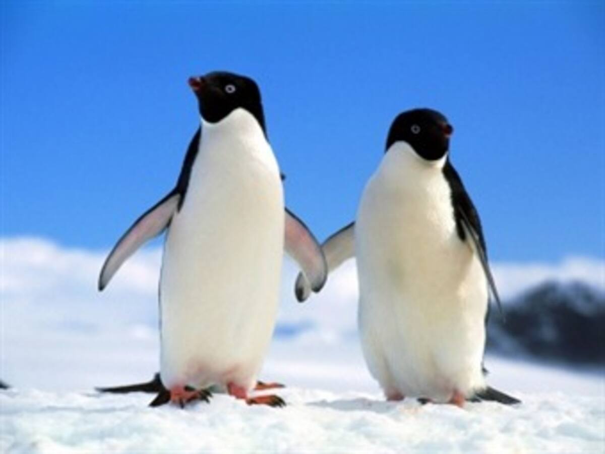 Piden fin de prospecciones de petróleo en Nueva Zelanda tras muerte pingüinos