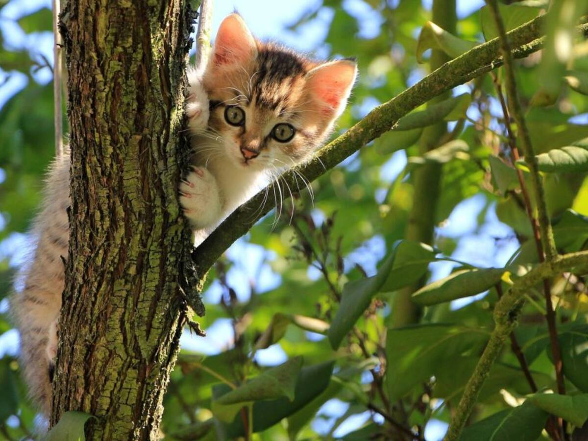 ¿Cómo saber si el comportamiento de mi gato es apto para salir a la calle?