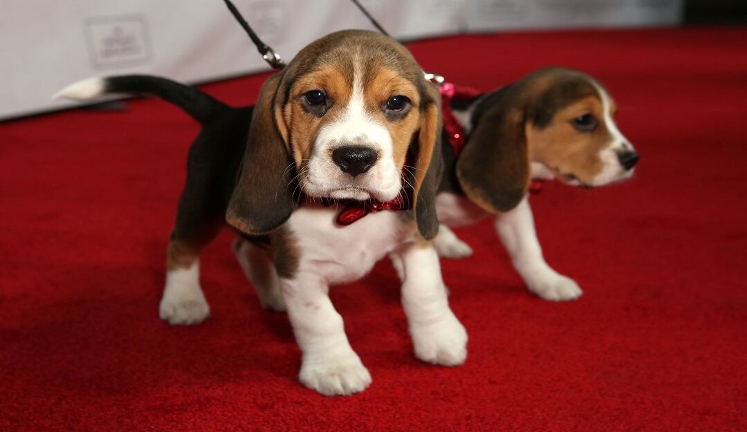 Cachorros de raza Beagle.